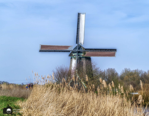 molen tussen het riet