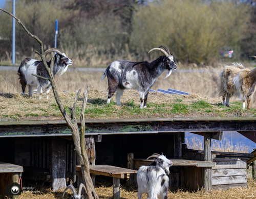 geiten op een stellage