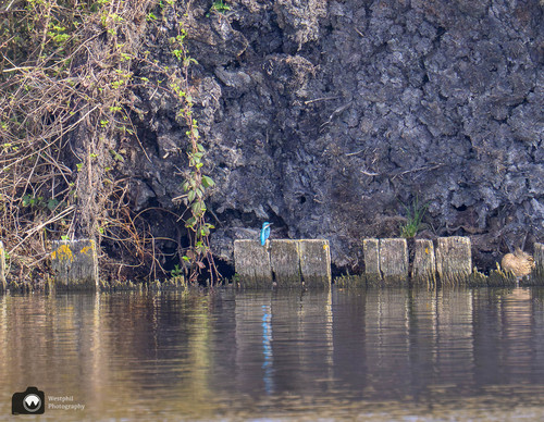 ijsvogeltje op de oever in de verte