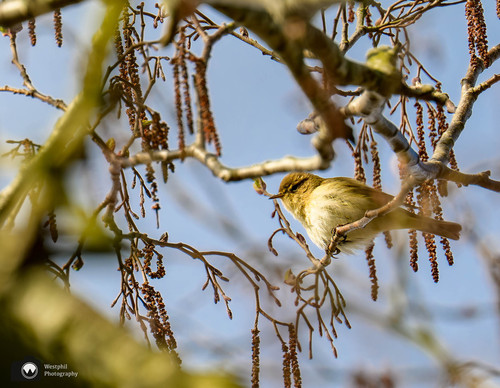klein fitis vogeltje verstopt zich in de takken