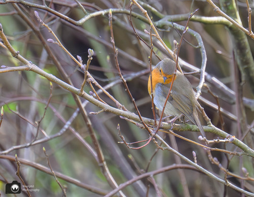 roodborstje verstopt tussen de takken