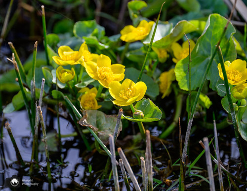 gele dotterbloemen in de waterrand