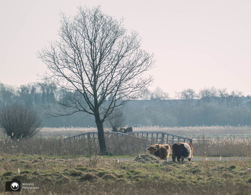 koeien in de mistige weide