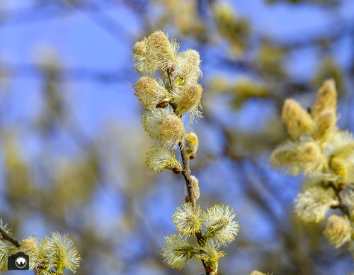 bloeiende katjes aan de takken