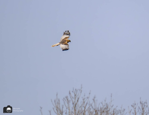 valk hoog in de lucht