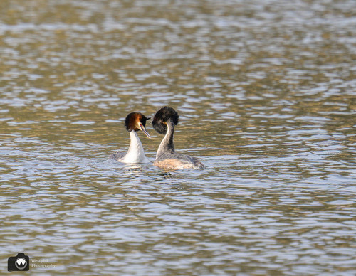 Dansende futen in het water
