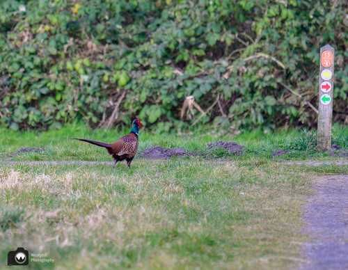 Fazant bij een paaltje van wandelnetwerk