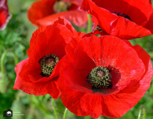 klaprozen van dichtbij