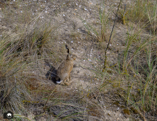 haas tussen het duingras