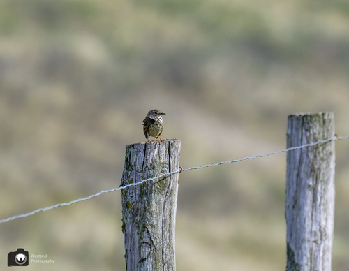 vogel op een paaltje