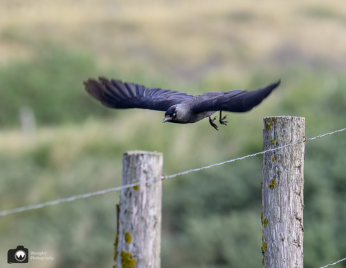 kauw vliegt weg van een prikkeldraad