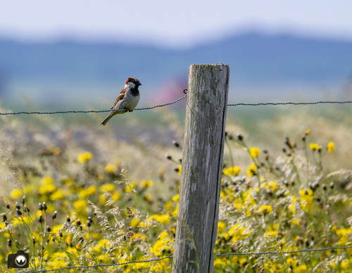 mannetjes mus op een draad voor een veld met gele bloemen