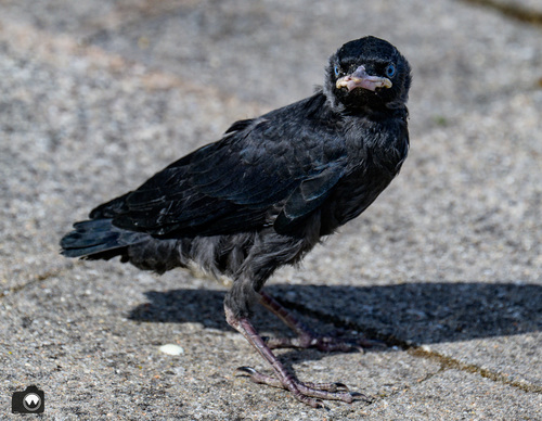 jonge kauw met blauwe oogjes