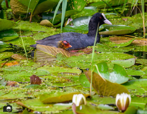 zwemmende meerkoet met kuiken tussen de lelies