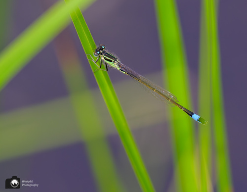 libelle op een groene grasspriet