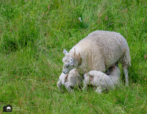 schaap met twee drinkende lammetjes