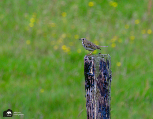 leeuwerik op een paaltje in het veld