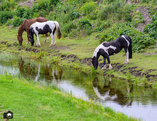drie drinkende paarden aan een sloot