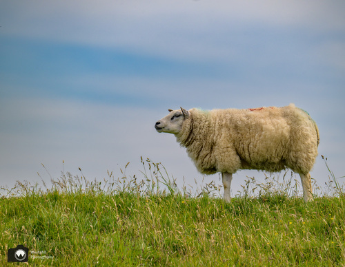 schaap op de dijk met wolkenlucht erachter