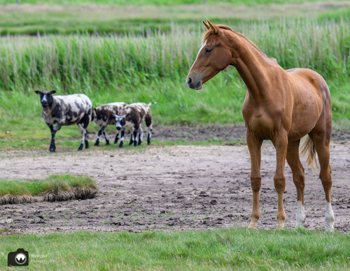 paard in de wei en wat zwart-witte schapen