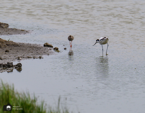 Tureluur en kluut samen met de pootjes in het water