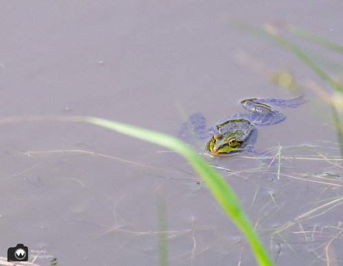 kikker half onder water