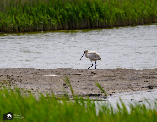 een lepelaar op een strandje