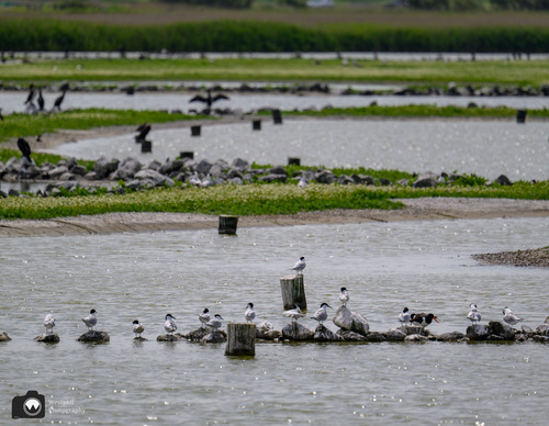 verzameling verschillende vogels bij water met groen erin
