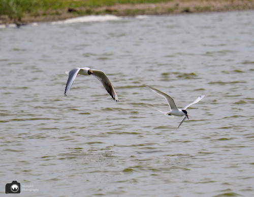 kokmeeuw vliegt achter stern en visje aan