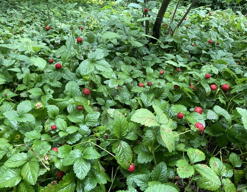 rode bosaardbeien tussen het groen