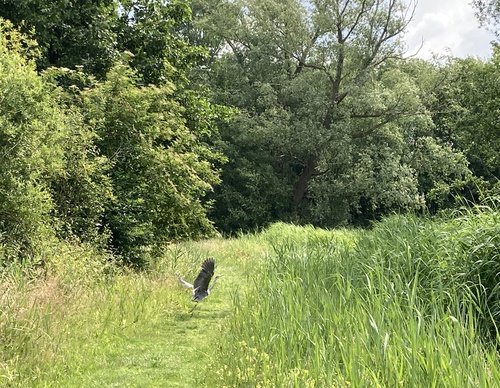 Opvliegende reiger die schrikt