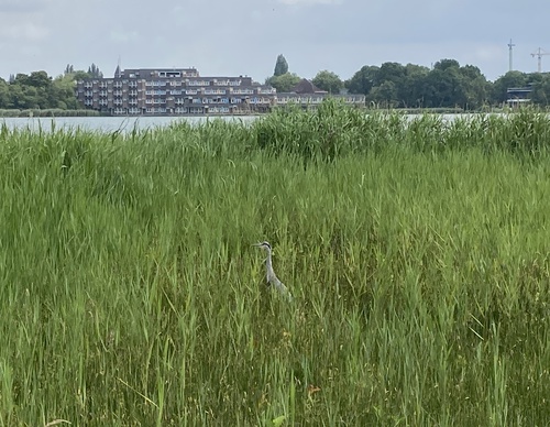 Reiger in het gras verscholen