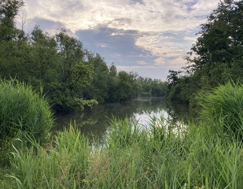 veel groen en water
