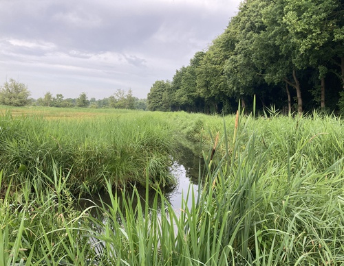 slootje in het gras naast een bos