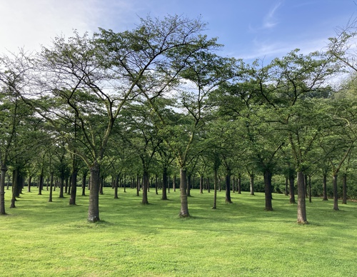 boomgaard in het bloesempark