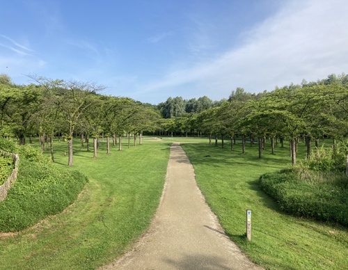 groot veld met zandpad erdoorheen en een boomgaard