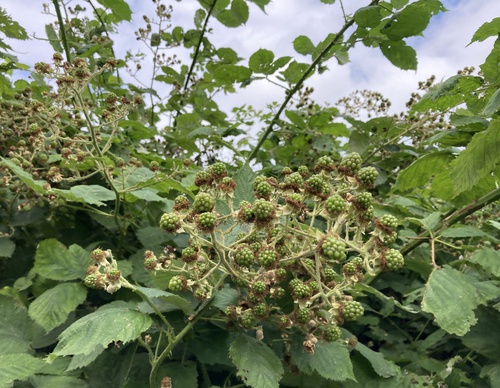 Bramenstruik in de knop