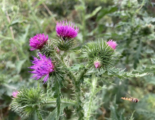 Paars bloeiende distel met wesp
