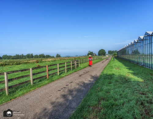 Landelijk weggetje met laura en bloemkassen