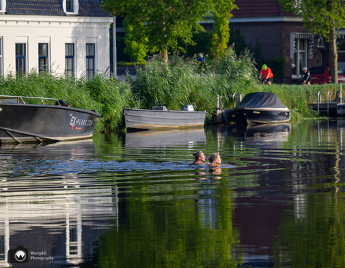 Twee vrouwen zwemmen in de Amstel