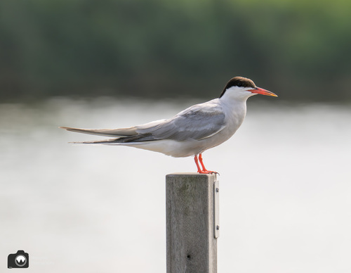 Visdiefje op steiger