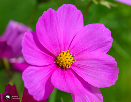 Cosmea