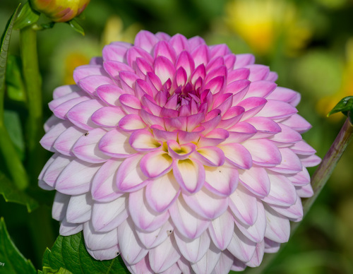 Dahlia