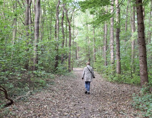Wandelaar in het bos bij Bakkum