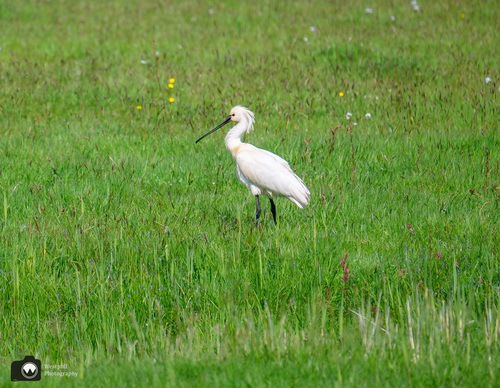 Lepelaar in het gras